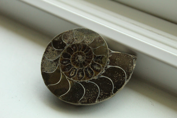 Ammonite